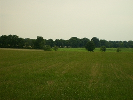 I took that kind of photo, cause i liked the flowers between the grainfield